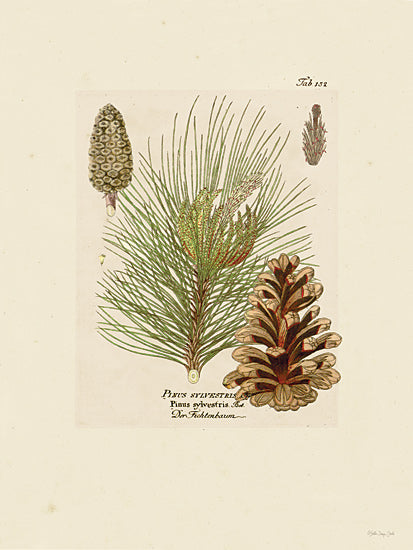 Stellar Design Studio SDS976 - SDS976 - Vintage Pine Cone - 12x16 Nature, Pine Cones, Pine Needles, Chart, Typography from Penny Lane
