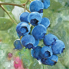 SDS990 - Blueberries 4 - 12x12