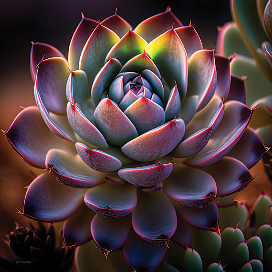 Seven Trees Design ST1049 - ST1049 - Succulent Sunset II - 12x12 Photography, Cactus, Succulent from Penny Lane