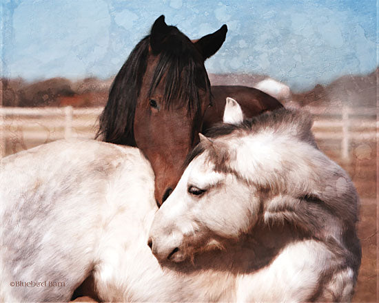 Bluebird Barn BLUE155 - BLUE155 - White and Chestnut Horses    - 16x12 Horses, Photography, Portrait, White Fence, Farm Life from Penny Lane