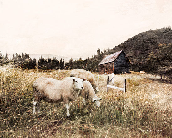 Bluebird Barn BLUE158 - BLUE158 - Sheep in the Meadow    - 16x12 Sheep, Meadow, Shed, Photography, Landscape from Penny Lane