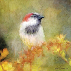 BLUE250 - Backyard Bird in Autumn - 12x12