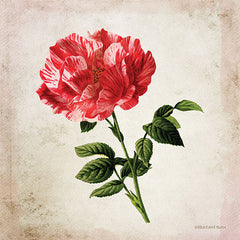 BLUE400 - Vintage Bicolor Red Rose - 12x12