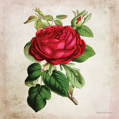 BLUE401 - Vintage Red Rose - 12x12