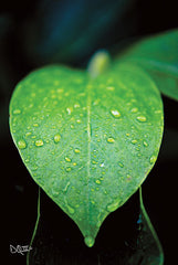 DQ143 - Green Leaf