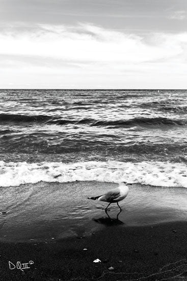 Donnie Quillen DQ153 - DQ153 - Seagull I    - 12x18 Photography, Black & White, Coastal, Seagull from Penny Lane