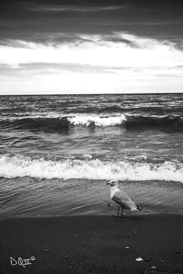 Donnie Quillen DQ154 - DQ154 - Seagull II    - 12x18 Photography, Black & White, Coastal, Seagull from Penny Lane