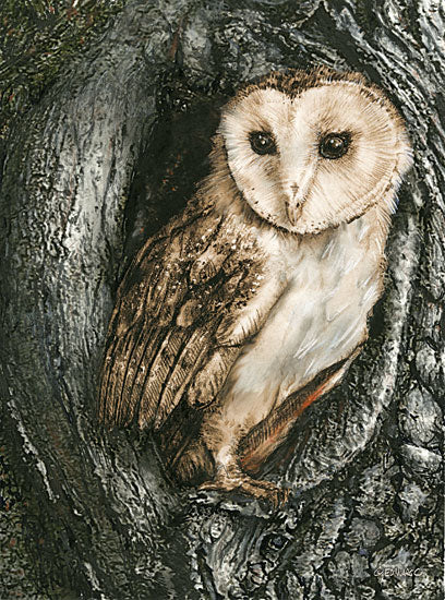 Ed Wargo ED381 - Barn Owl Roost  Owl, Tree from Penny Lane