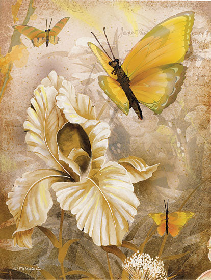 Ed Wargo ED417 - ED417 - Flower & Butterflies I - 12x16 Botanical, Butterflies, White Flower from Penny Lane