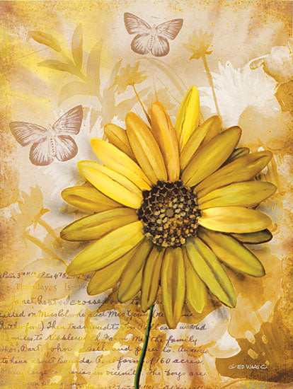Ed Wargo ED418 - ED418 - Flower & Butterflies II - 12x16 Botanical, Butterflies, Daisy from Penny Lane
