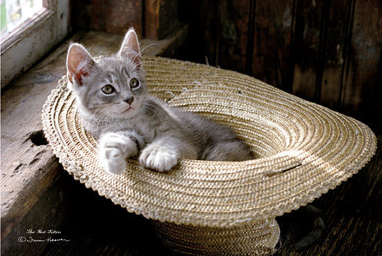 Irvin Hoover HOO108 - HOO108 - The Hat Kitten - 18x12 Kitten, Cat, Straw Hat, Hat, Portrait from Penny Lane