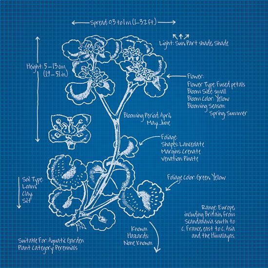 JG Studios JGS238 - JGS238 - Blueprint Florals I - 12x12 Blueprint, Flowers, Botanical from Penny Lane