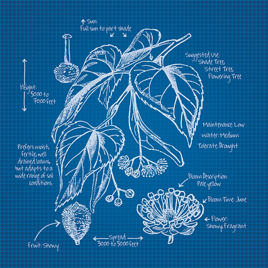 JG Studios JGS239 - JGS239 - Blueprint Florals II - 12x12 Blueprint, Flowers, Botanical from Penny Lane