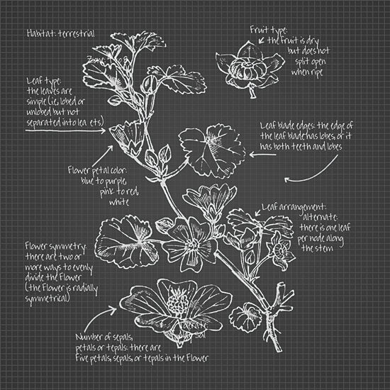 JG Studios JGS241 - JGS241 - Blackprint Florals II - 12x12 Blueprint, Flowers, Botanical from Penny Lane