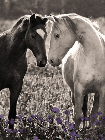 JG Studios JGS265 - JGS265 - BFF - 12x16 Photography, Horses, BFF, Flowers, Sepia  from Penny Lane