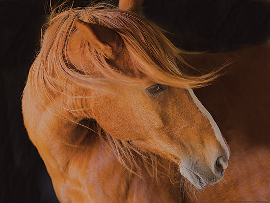JG Studios JGS268 - JGS268 - Beautiful Mane - 16x12 Horse, Portrait, Photography from Penny Lane