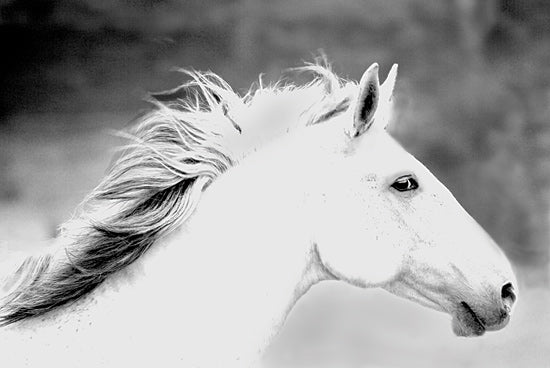 JG Studios JGS294 - JGS294 - Mane in the Wind - 18x12 Photography, Horse, Black & White, Portrait from Penny Lane