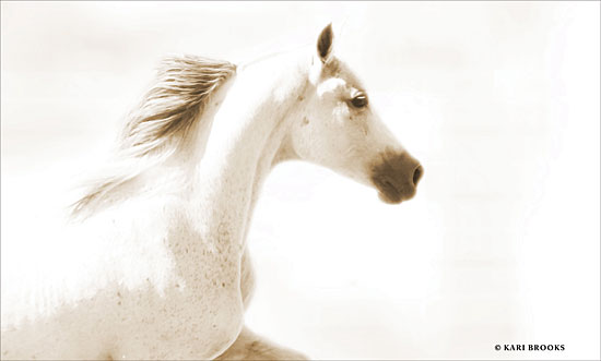 Kari Brooks KARI101 - Dash I - 18x12 Photography, Horse, White Horse, Portrait from Penny Lane