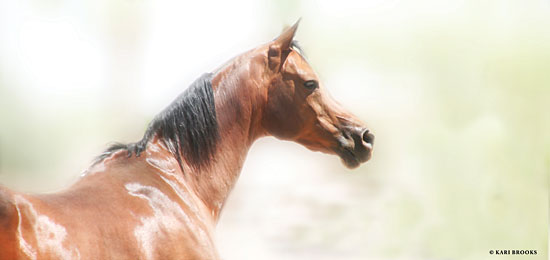 Kari Brooks KARI109 - Rose III - 18x9 Photography, Horse, Brown Horse, Portrait from Penny Lane