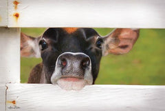 LD1223GP - Cow at Fence