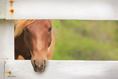 LD1225GP - Horse at Fence