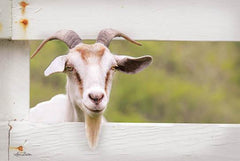 LD1226GP - Goat at Fence