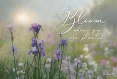 LD1325 - Bloom Where You are Planted - 18x12