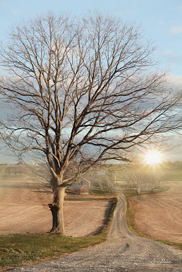 Lori Deiter LD1329 - Born and Raised Tree, Road, Path, Sun, Nature from Penny Lane