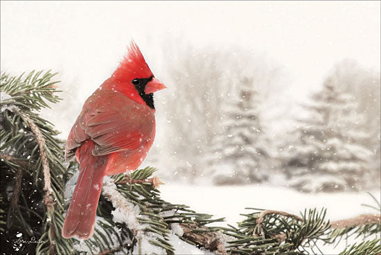 Lori Deiter LD1367 - Winter Perch Winter, Snow, Cardinal, Red Bird, Pine Tree from Penny Lane