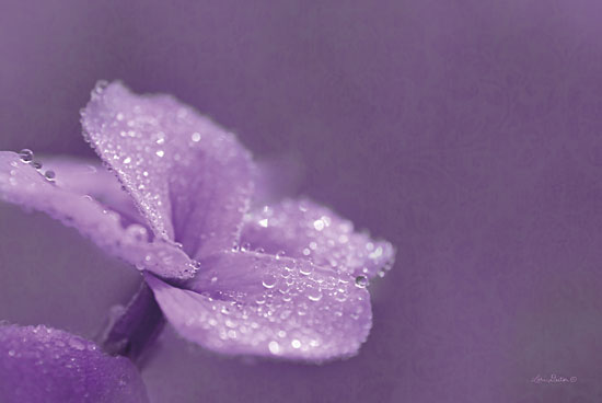 Lori Deiter LD1373 - Purple Dew  Flowers, Purple, Dew, Weather from Penny Lane