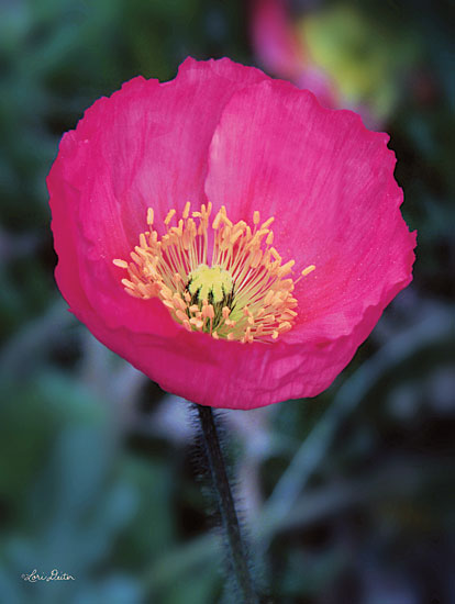 Lori Deiter LD1385 - Floral Pop I Tulip, Pink Flower, Flowers, Bloom from Penny Lane