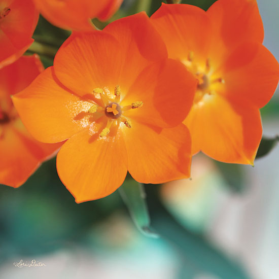 Lori Deiter LD1387 - Floral Pop III Flower, Orange Flower, Bloom from Penny Lane