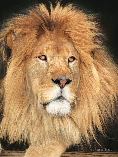 Lori Deiter LD1403 - King of the Jungle Lion, Portrait, Photo from Penny Lane
