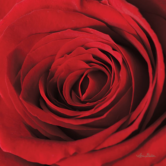 Lori Deiter LD1440 - The Red Rose II Rose, Red, Portrait, Closeup from Penny Lane