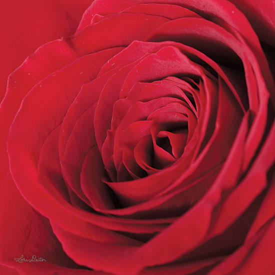 Lori Deiter LD1441 - The Red Rose III Rose, Red, Portrait, Closeup from Penny Lane