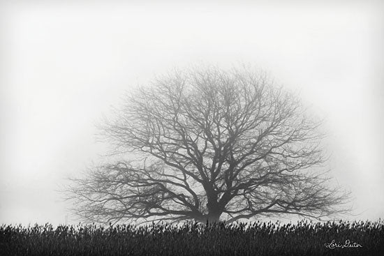 Lori Deiter LD1646 - Foggy Old Tree - 18x12 Tree, Photography, Field, Foggy, Black & White from Penny Lane
