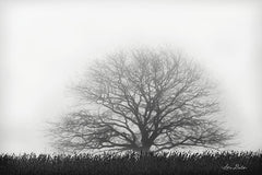 LD1646 - Foggy Old Tree - 18x12