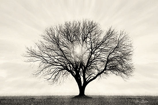 Lori Deiter LD1647 - Grow in Different Directions - 18x12 Tree, Photography, Field, Sunlight, Sepia from Penny Lane