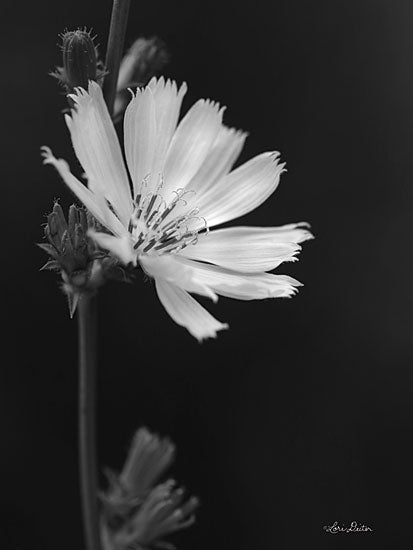 Lori Deiter LD1672 - LD1672 - Flower Petal Wishes  - 12x18 Photography, Black & White, Flower from Penny Lane