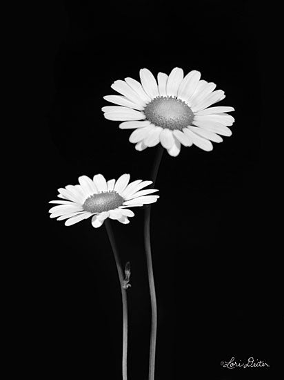 Lori Deiter LD1716 - Pair of Daisies - 12x16 Daisies, Flowers, Black & White, Photography from Penny Lane