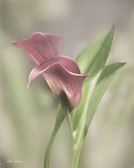 LD1789 - Pink Calla Lily - 12x16