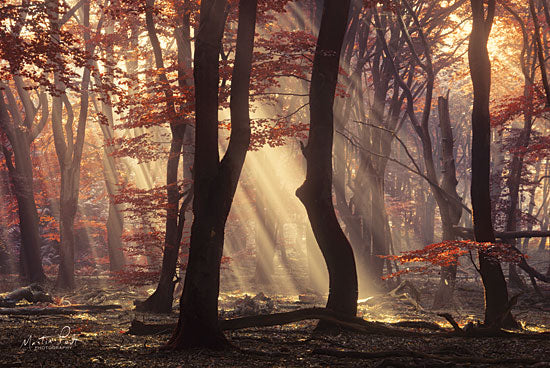 Martin Podt MPP391 - It's Raining Sunrays Trees, Woods, Forest, Sunlight, Sunbeams from Penny Lane