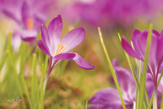 Martin Podt MPP409 - Wide Open Purple Flowers, Wildflowers, Field, Meadow from Penny Lane