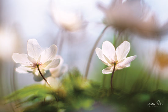 Martin Podt MPP410 - Anemones Anemones, Flowers, White, Field, Meadow from Penny Lane