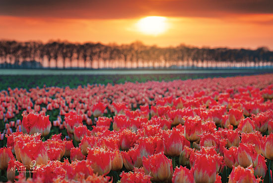Martin Podt MPP420 - It's That Time of Year Tulips, Flowers, Field, Sun from Penny Lane
