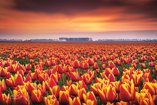 Martin Podt MPP421 - Dramatic Tulips Tulips, Flowers, Field, Sun from Penny Lane