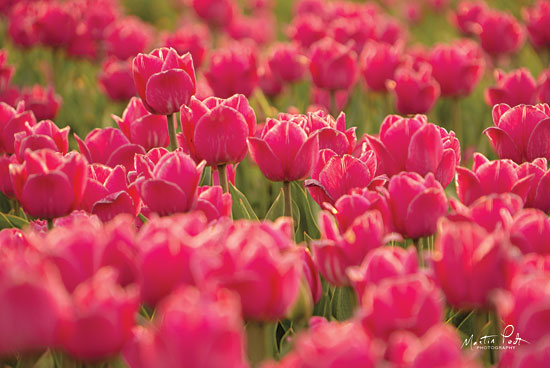 Martin Podt MPP423 - Pretty Pink Tulips Tulips, Pink, Flowers,  Field from Penny Lane