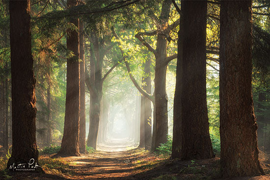 Martin Podt MPP424 - Fresh Green Forest - 18x12 Forest, Trees, Photography, Sunlight, Path from Penny Lane