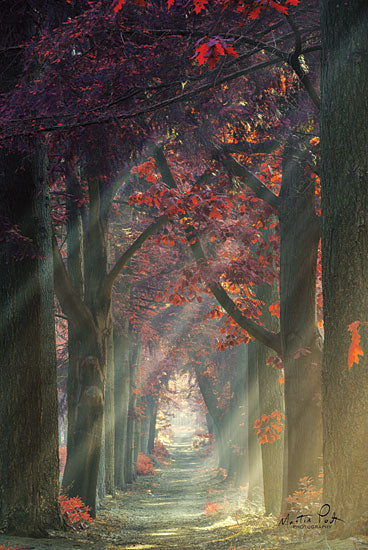 Martin Podt MPP430 - Path of Happiness Path, Trees, Red Flowers, Red Leaves, Sunlight, Sunbeams from Penny Lane