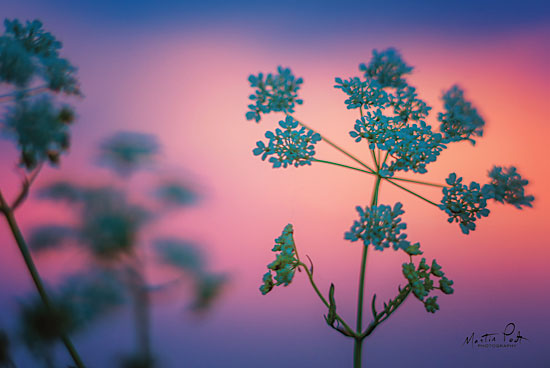 Martin Podt MPP435 - Cow Parsley Cow Parsley, Sunset from Penny Lane